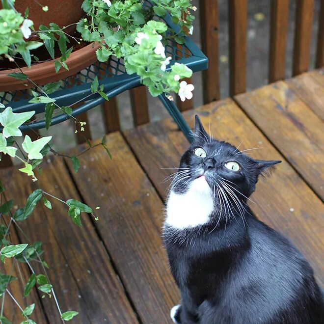 Кот на улице. Смешные котики на улице. Кот и кошка на улице. Понравилось гулять