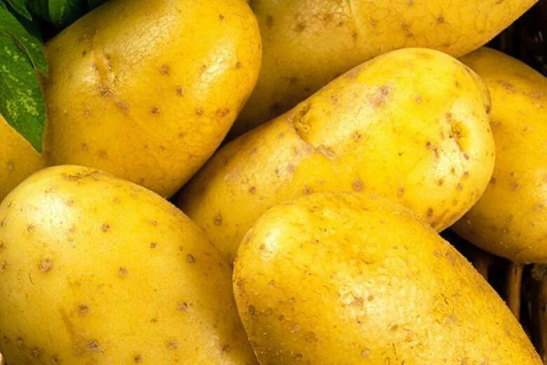 Ластрада сорт картофеля