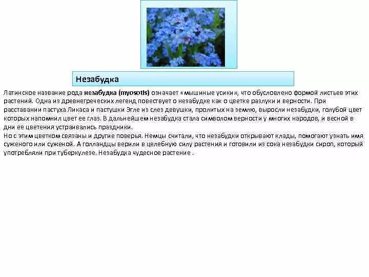 Незабудка что означает. Незабудка латинское название. Незабудка цветок латинское название. Легенда древней Греции о незабудке. Род Незабудка.