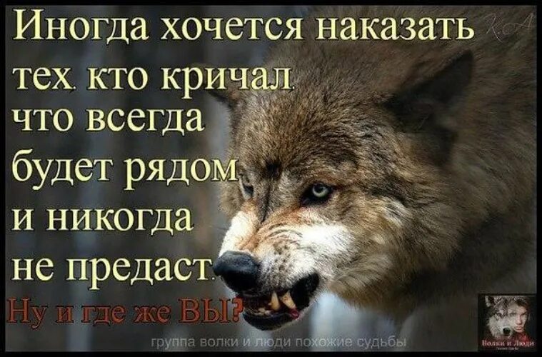 Цитаты про Волков и людей. Волк и предательство. Статусы про Волков. Одинокий волк цитаты.