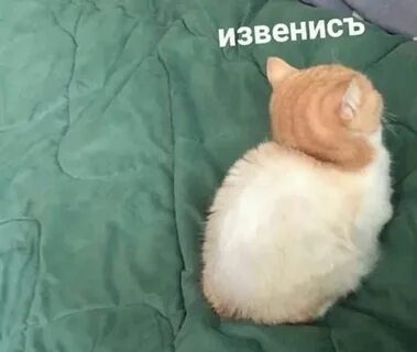 Обидел котенка