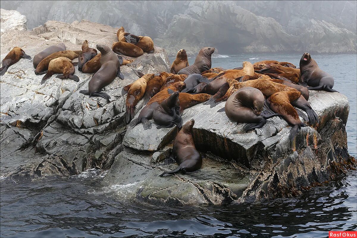 Сивучи кроноцкий заповедник. Лежбище сивучей камчатка. Лежбище сивучей сахалин невельск. Животные петропавловск. Лежбище сивучей камчатка.