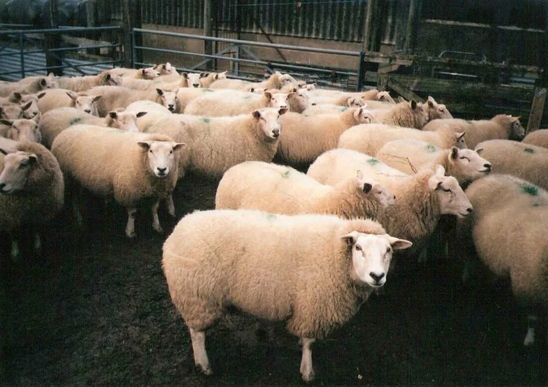 Молочно-мясные скотоводство, свиноводство. Коневодство, овцеводство, свиноводце. Свиноводство и овцеводство. Свиноводство и овцеводство. Овцеводство свиноводство.