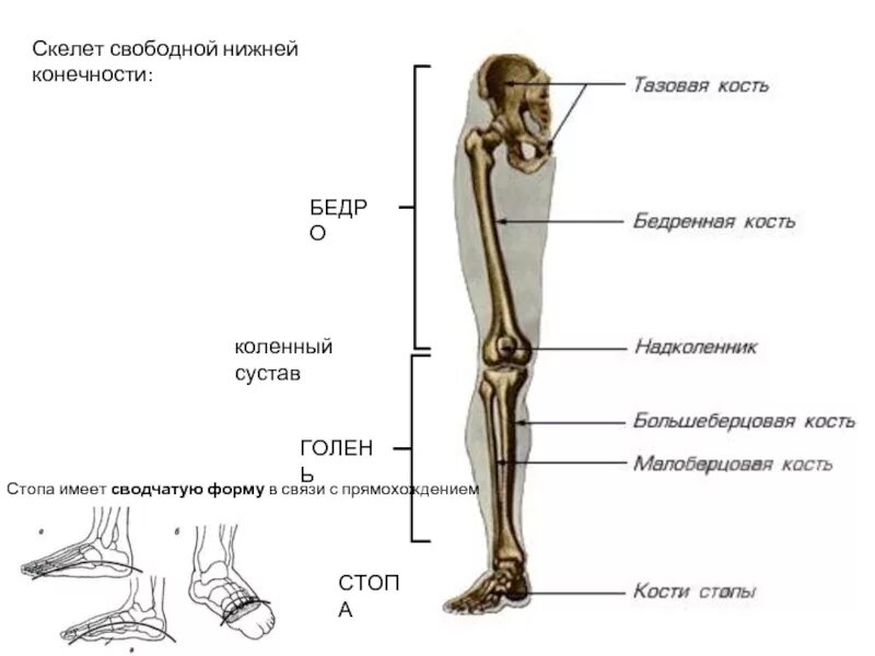 Нижние конечности являются. Соединение костей скелета нижней конечности. Скелет свободной нижней конечности. Строение и соединение костей нижней конечности. Скелет нижних конечностей человека суставы.