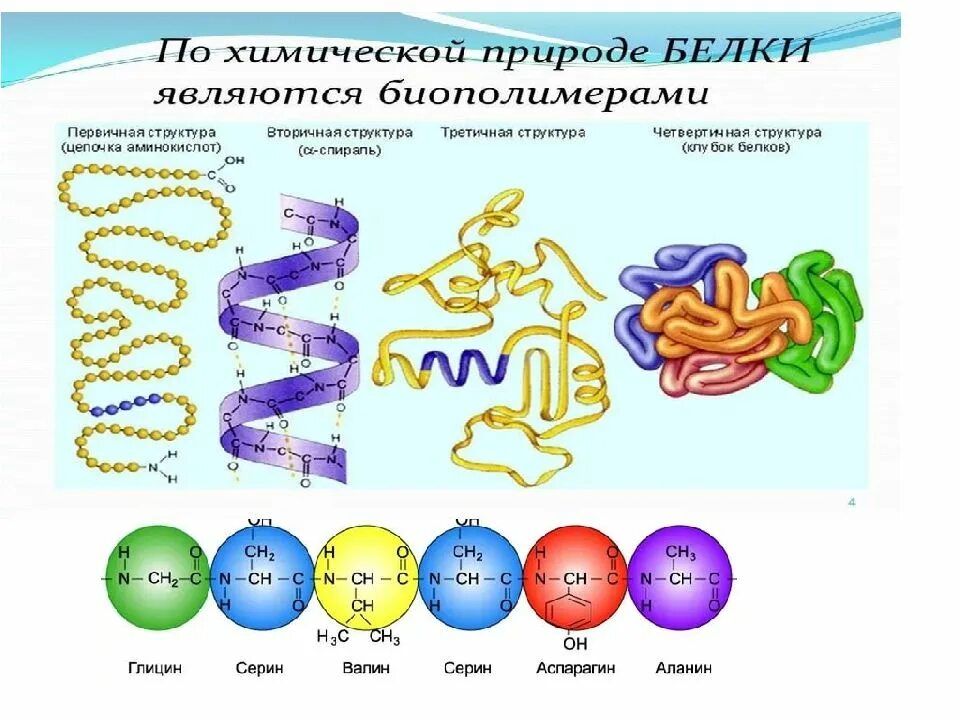 Цепочка белка