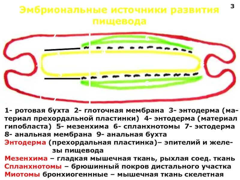 Развитие пищевода