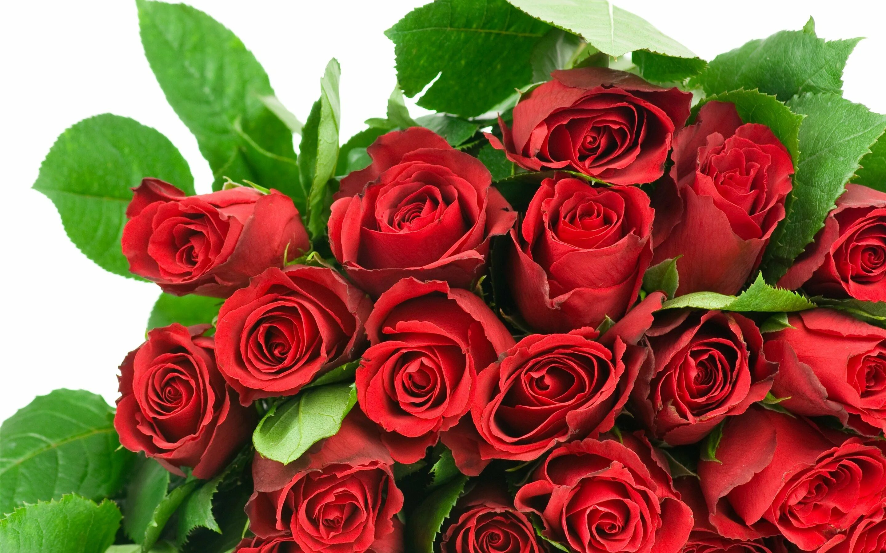 Букет роз. Красивый букет роз. Букет красных роз. Шикарный букет красных роз.