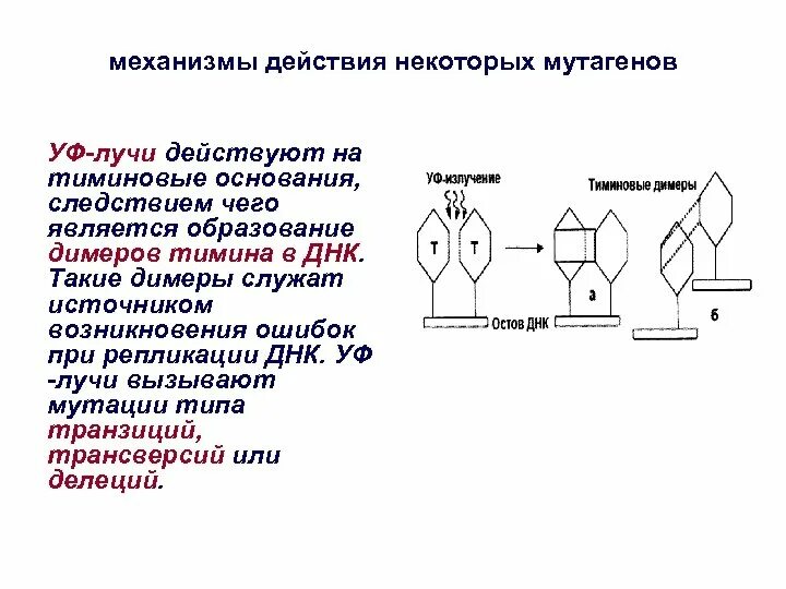 Уберите лишний термин изменчивость мутаген мутация. Механизм действия мутагенов. механизм воздействия мутагенов. механизм действия физических мутагенов. виды мутагенов механизм действия.