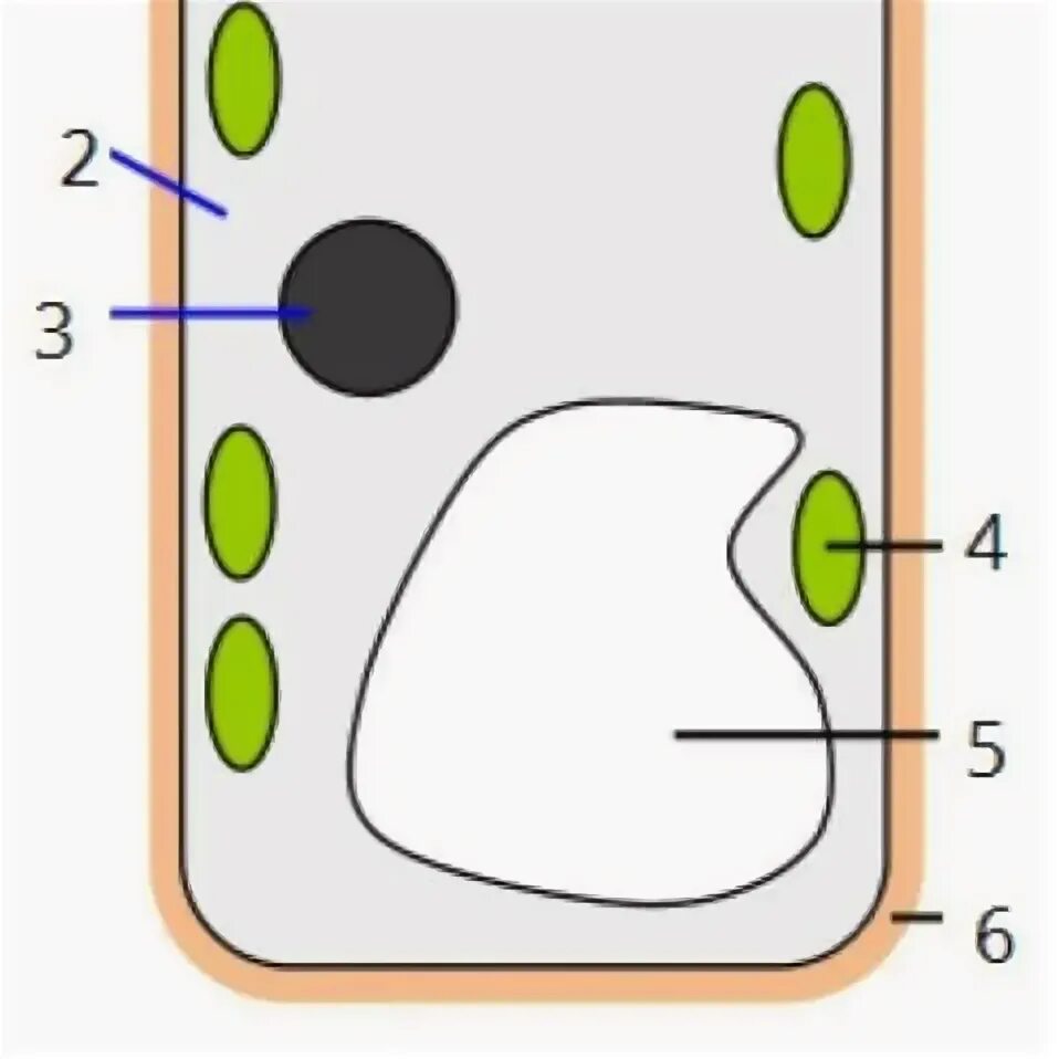 Полость в цитоплазме клетки 7 букв. Растительная клетка рисунок. Рисунок растительной клетки с обозначениями. Растительная клетка под буквой в. Рисунок растительной клетки с цифрами.
