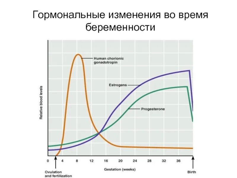 Через сколько восстанавливается цикл