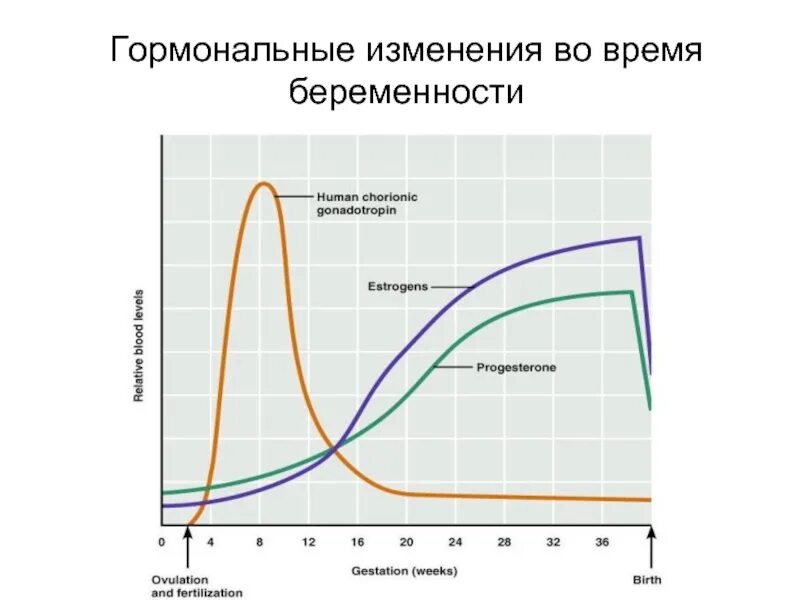 Через сколько восстанавливается цикл. Гормоны в беременность график. Уровень гормонов у беременных. Гормональный фон во время беременности. Гормональные изменения.