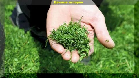 Растение разбор