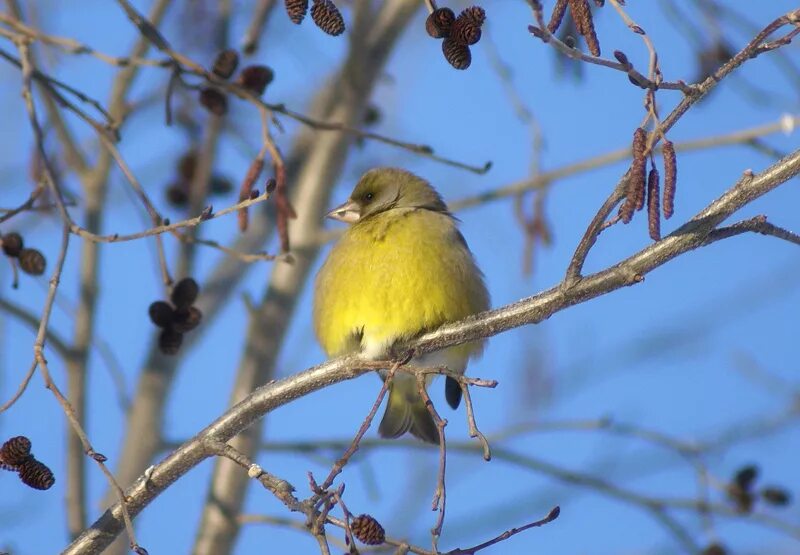 Желтая птица зимой. Сибирская зеленушка. Желтая птица зимой. Красноклювая овсянка (emberiza caesia). Отряд воробьиных желтогрудка.