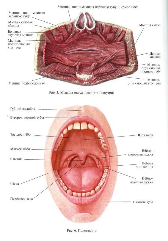 Части губ рта. Ротовая полость анатомия латынь. Строение внутренней части рта. Верхняя губа строение анатомия.