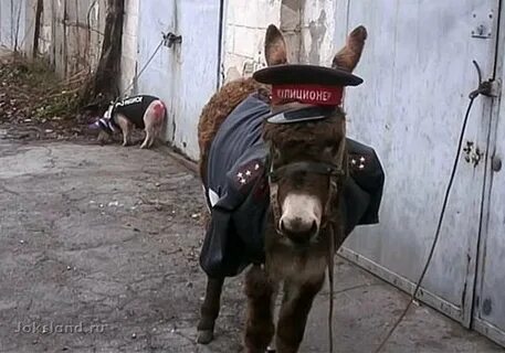 Приколы про ослов