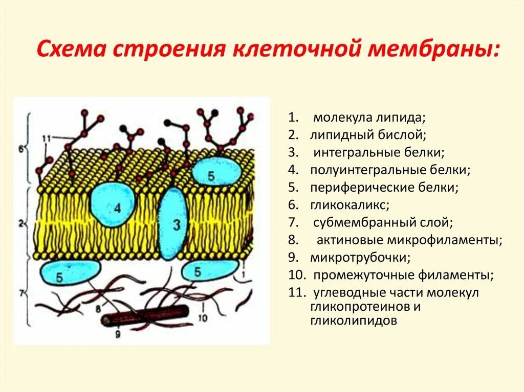 Строение и функции плазматической. Строение плазматической мембраны клетки. Структурные компоненты клеточной мембраны. Строение наружной клеточной мембраны. Схема строения плазматической мембраны.