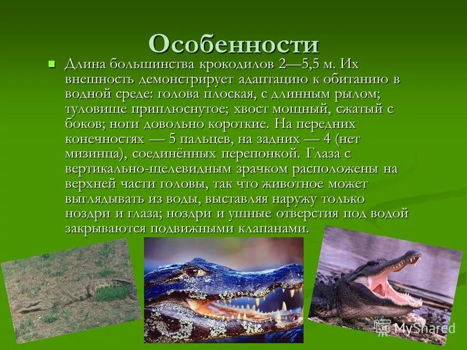 Крокодилов относят к классу. Среда обитания крокодилов. отряд крокодилы презентация. крокодил для презентации. крокодил биология.