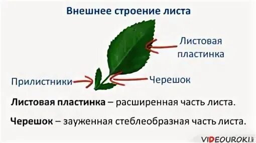 Конспект лист 6 класс