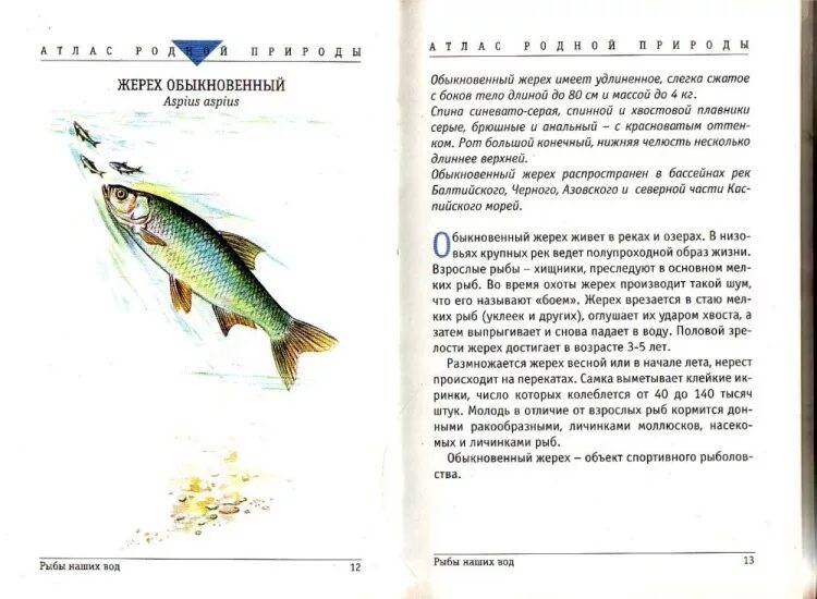 Книга рыбы наших вод. Атлас родной природы рыбы наших вод. Киселев рыбы наших вод. Художественные книги о рыбах. Прочитайте рыбе вода