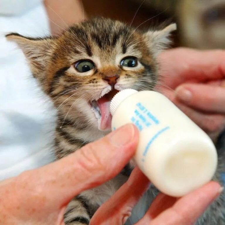 Можно ли котам давать молоко. Котенок пьет молоко. кошачье молоко. маленькие котята пьют молочко. молоко для котят.