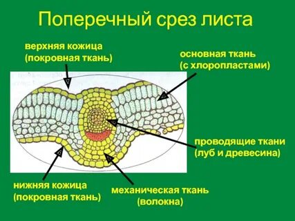 Поперечный срез листа под микроскопом
