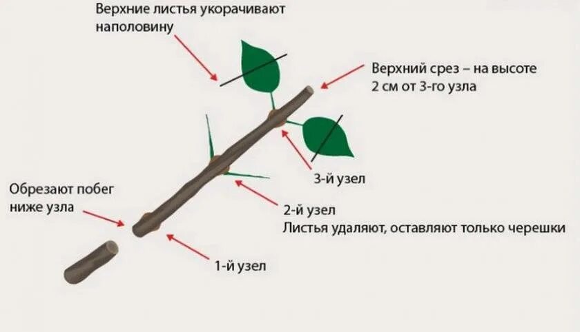 Строение листа сидячий и черешковый. Цельные и лопастные листья. Черешковые и сидячие листья. Как объяснить смысл фразы. Титульный лист.