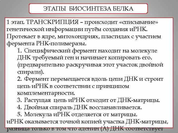 Определите последовательность процессов биосинтеза белка. Этап транскрипции в синтезе белка. Этапы транскрипции биосинтеза белка. Этапы транскрипции белка. Характеристика этапов биосинтеза белка.