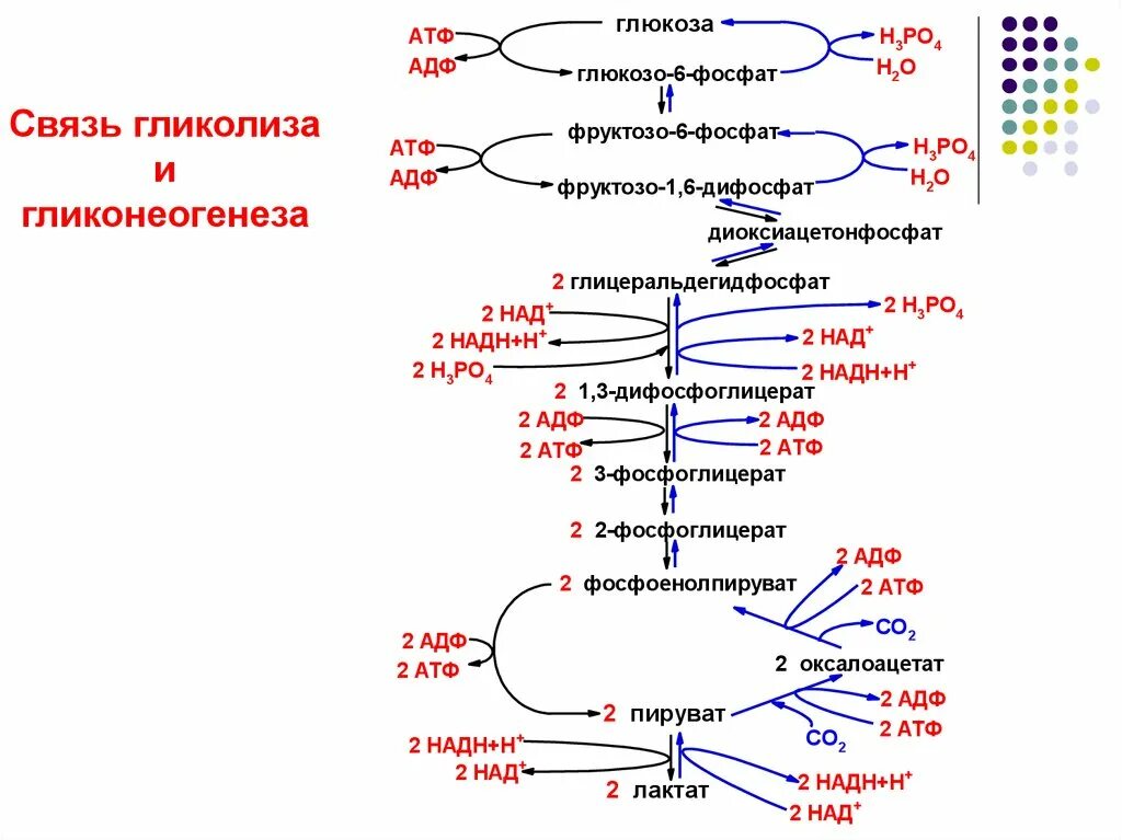 Атф глюкоза адф. Фосфоенолпируват + АДФ. Оксалоацетат глюконеогенез. Фосфоенолпируват в глюкозу. Фосфоенолпируват в 2 фосфоглицерат.