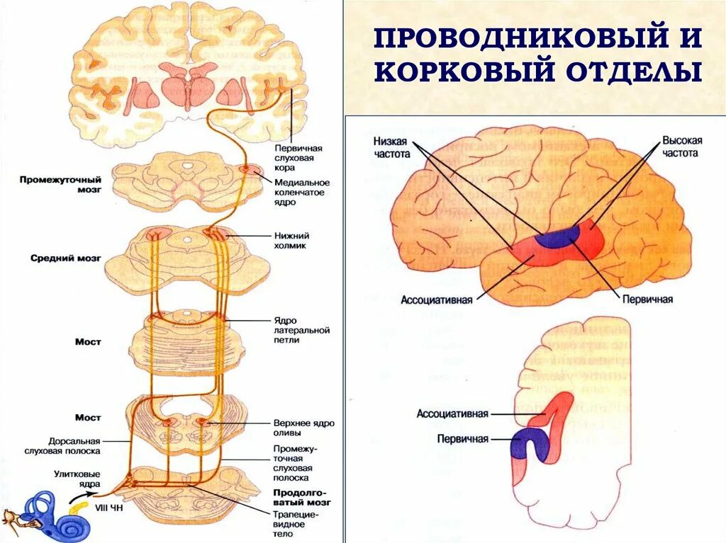 Слуховой центр коры мозга. Проводниковый и корковый отделы системы слуха. Периферический, проводниковый, корковый отделы сенсорной системы.. Проводниковый и корковый отделы слухового анализатора. Корковый центр слухового анализатора.