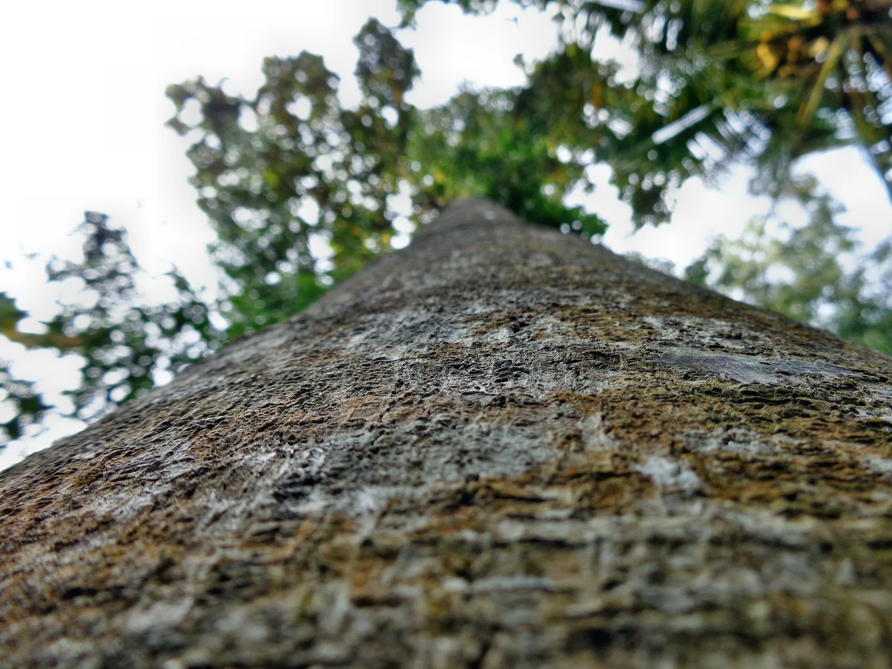 Tree trunk перевод
