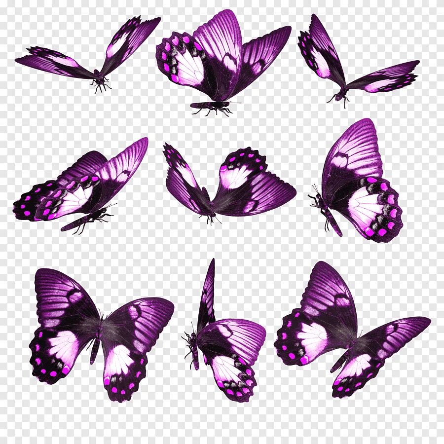 Фиолетовые бабочки картинки. Сиреневые бабочки. Бабочка фиолетовая. Клипарт бабочки на прозрачном фоне. Красивые бабочки на прозрачном фоне.