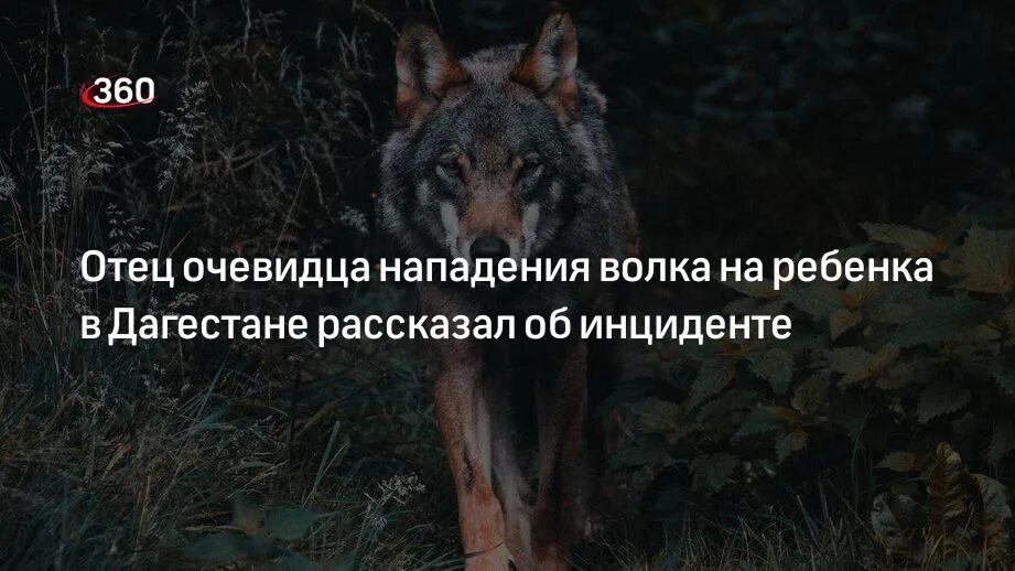 В Дагестане волк напал на детей. Цунтинский район волк напал на детей. Волк загрыз ребенка в Дагестане ребенка.