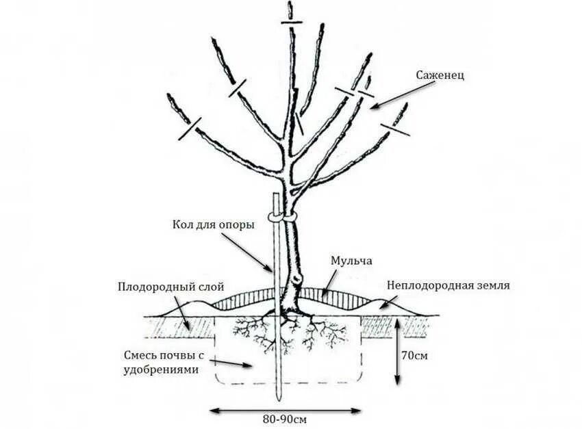 Как сажать яблоню весной. Схема посадки саженца яблони. Корневая шейка дерева. Корневая шейка саженца. Корневая шейка у яблони.