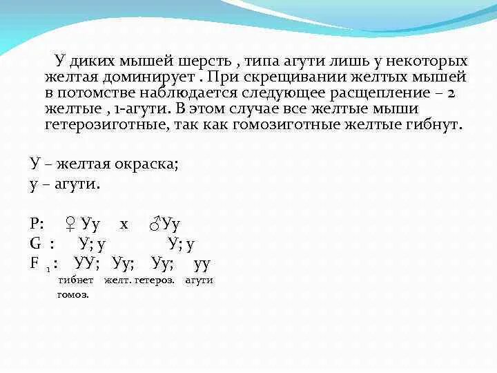 Селекционер скрестил самку чистой линии мыши черного. При скрещивании желтых мышей. При скрещивании желтых мышей между собой 1195. При скрещивании мышей с извитой. При скрещивании черной и серой мыши.