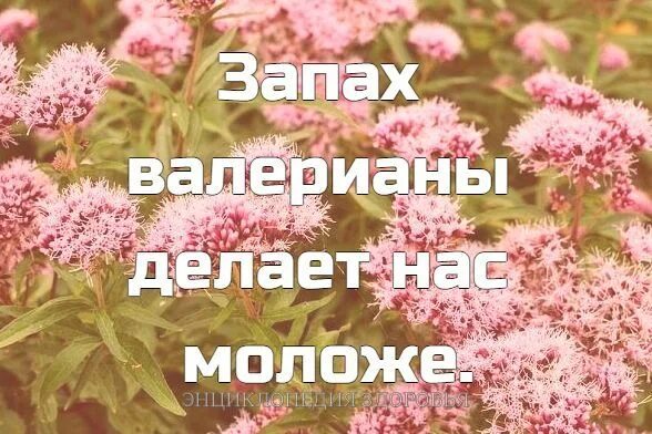 Запах валерьянки. Запах валерианы. Валерьяна запах. Запах валерианы омолаживает организм. Чем пахнет валерьянка.