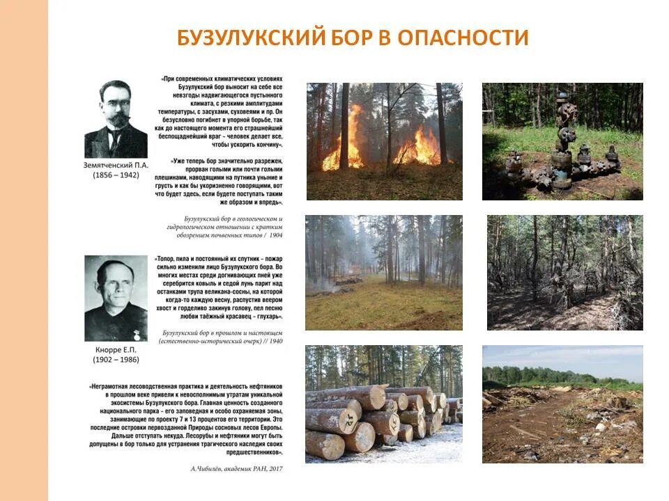 Экотропа бузулукский бор. Приволье бузулукский бор. Царь сосна бузулукский бор. Паникинский яр бузулукский бор. Царь сосна бузулукский бор.