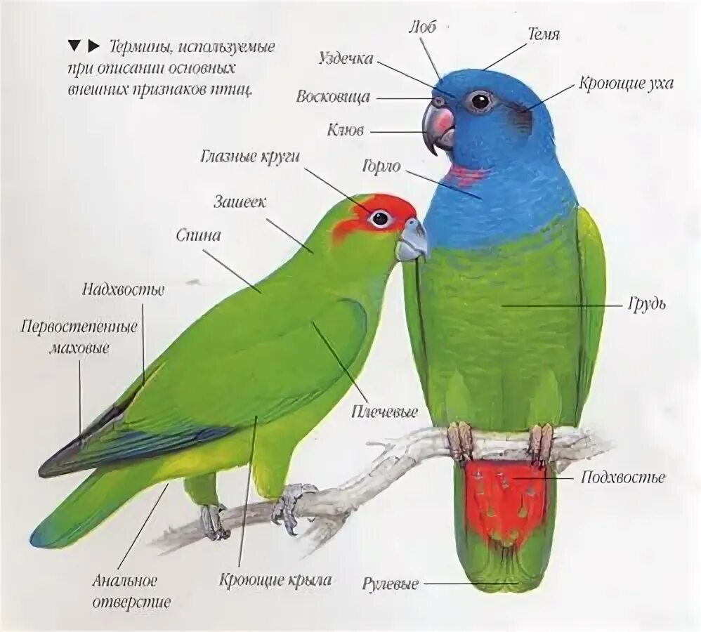 Как определить пол неразлучника. Попугай неразлучник самец и самка. самка попугая неразлучника. как определить пол попугая неразлучника. анатомия волнистого попугая самца.