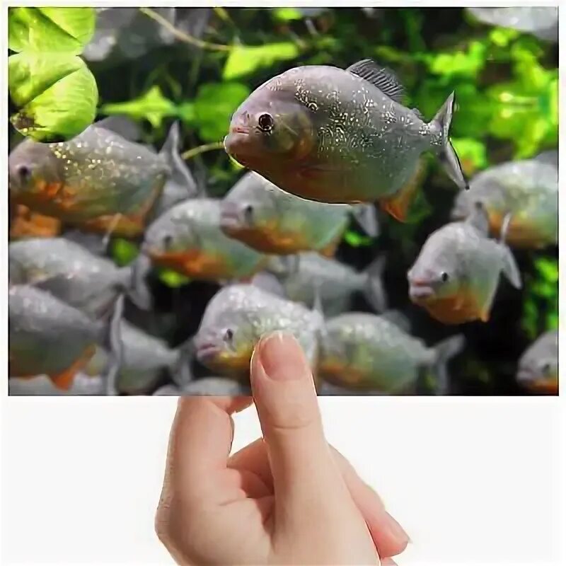 Free Images : underwater, fauna, aquarium, goldfish, piranha, organism, marine b