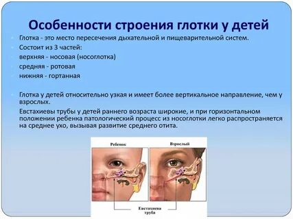Особенность носоглотки