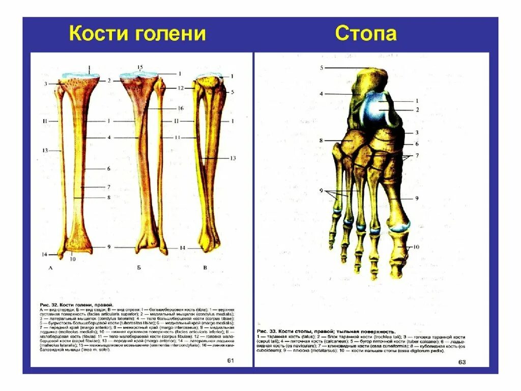 Кости голени анатомия человека. Строение костей голени вид спереди анатомия. Строение костей голени и стопы анатомия. Кости голени сбоку.