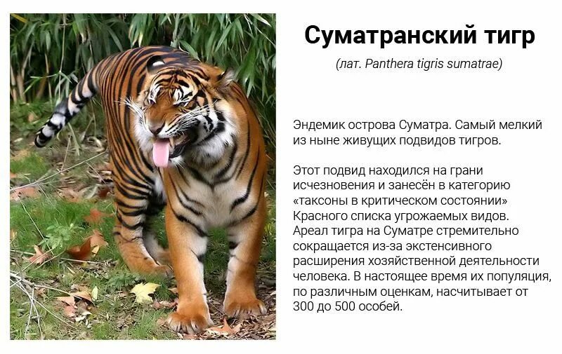 Как выглядит тигр описание. Суматранский тигр и амурский. суматранский амурский бенгальский тигр. суматранский тигр красная книга. суматранский тигр и амурский тигр отличия.
