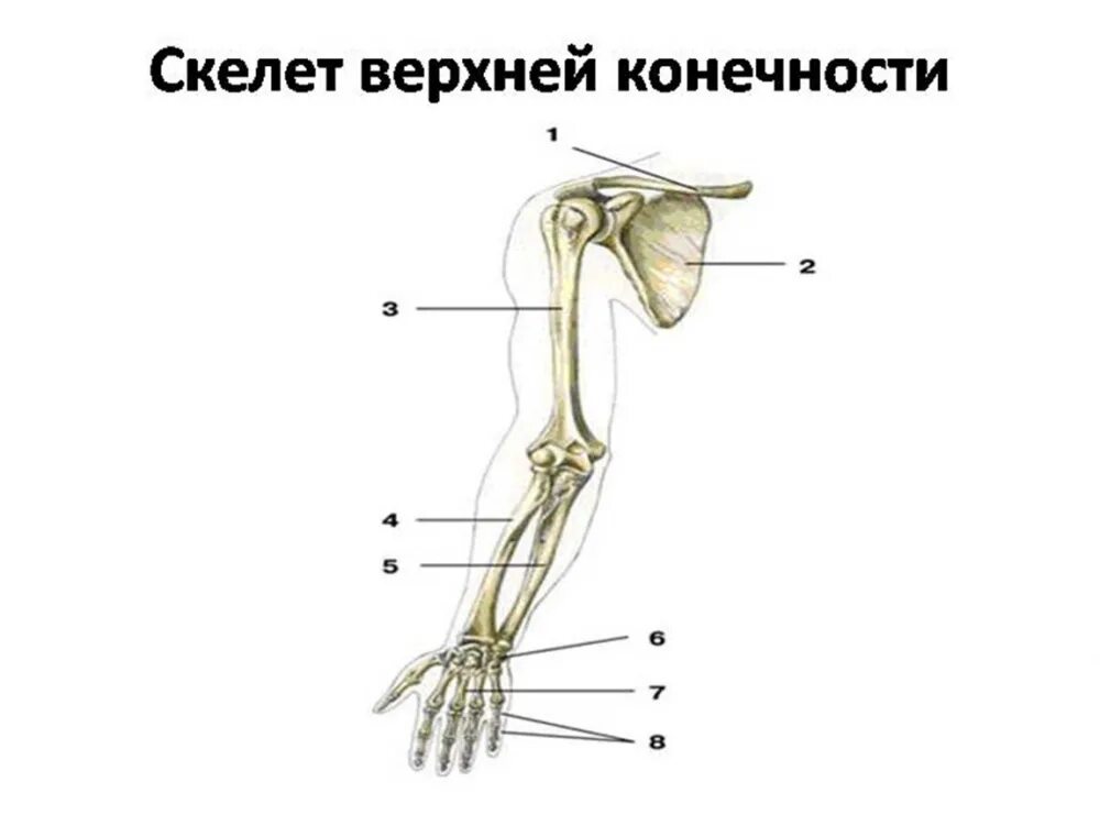 Анатомия верхней конечности. Скелет верхних конечностей человека анатомия. Скелет верхней конечности биология 8. Скелет верхней конечности правой вид спереди. Строение пояса верхних конечностей.