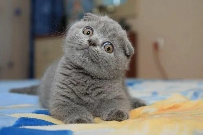 Adorable Scottish Fold Cat Pictures and Facts