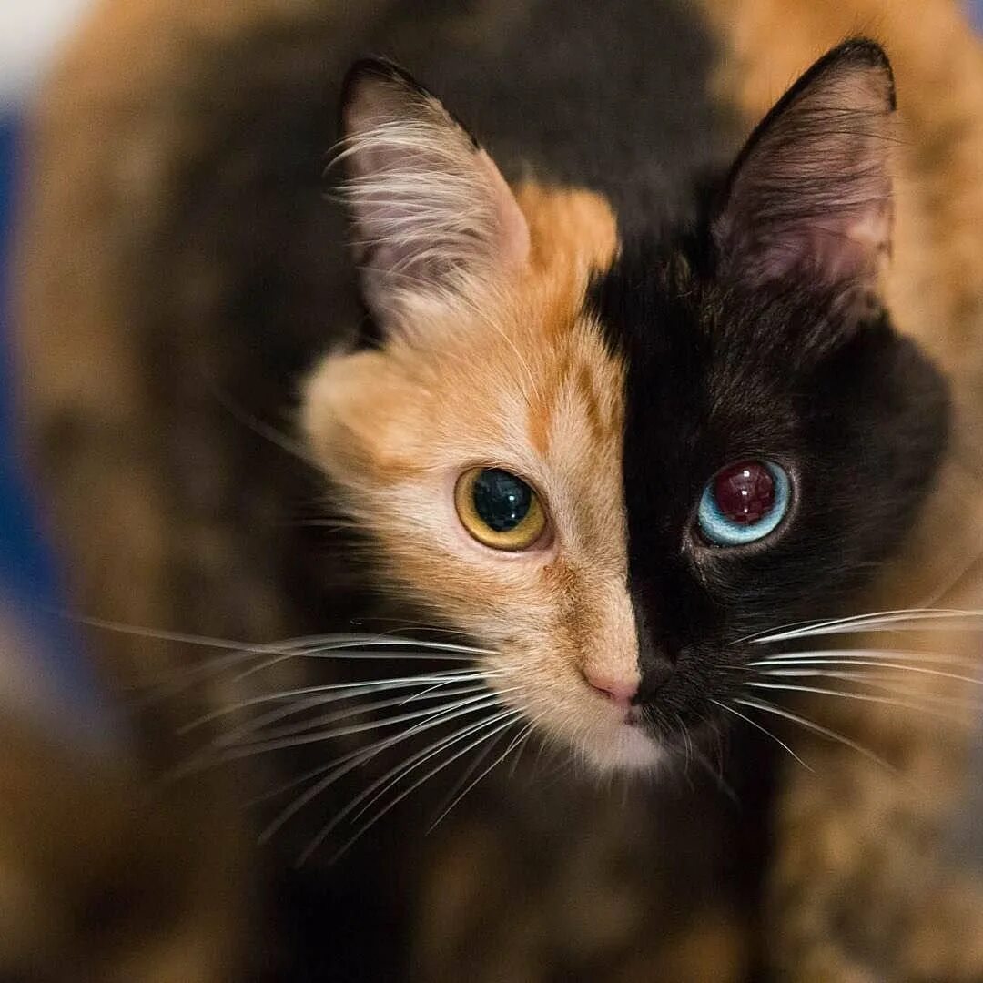 Химеризм. Химеризм. Половинчатый кот. Химеризм. Двуликая кошка альмина.