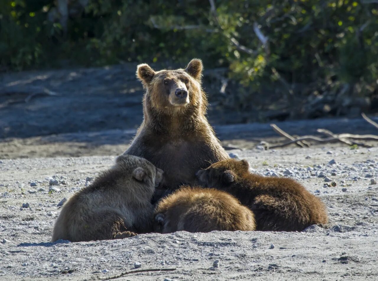 Bear s eye. Мишка на юге. Медвежата в чаще жили.