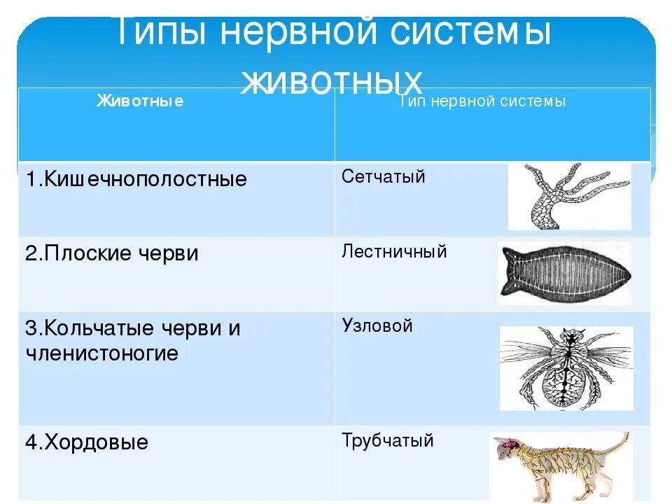 Диффузная нервная система характерна для животных типа. Нервная система животных таблица по биологии 7. Типы нервной системы беспозвоночных таблица. Типы нервной системы у животных схема. Типы нервных систем у животных 6 класс таблица.