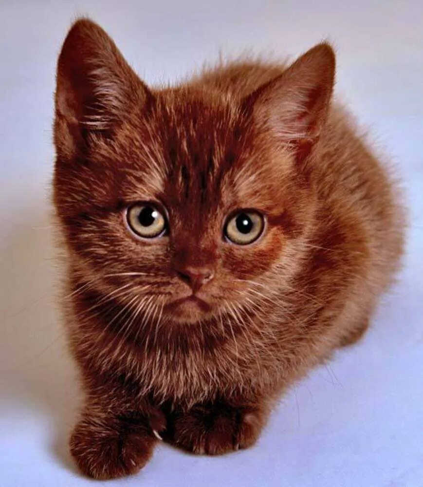 Темно рыжий кот. Рыже коричневый кот. рыже коричневая кошка. котята необычной окраски.