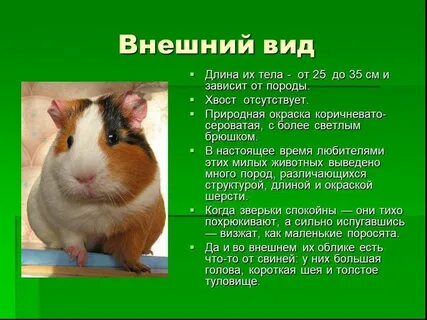 Текст морская свинка