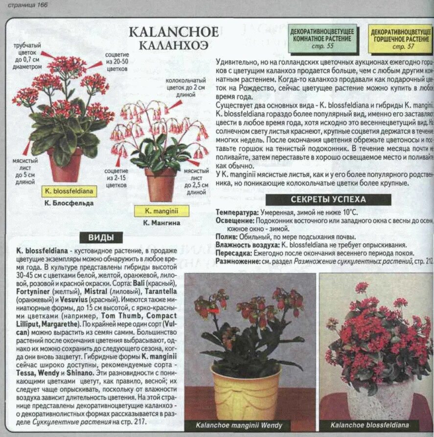 Как пересаживать каланхоэ цветущую. Каланхоэ цветок комнатный. ампельная каланхоэ цветок комнатный. каланхоэ период цветения. каланхоэ формирование куста.