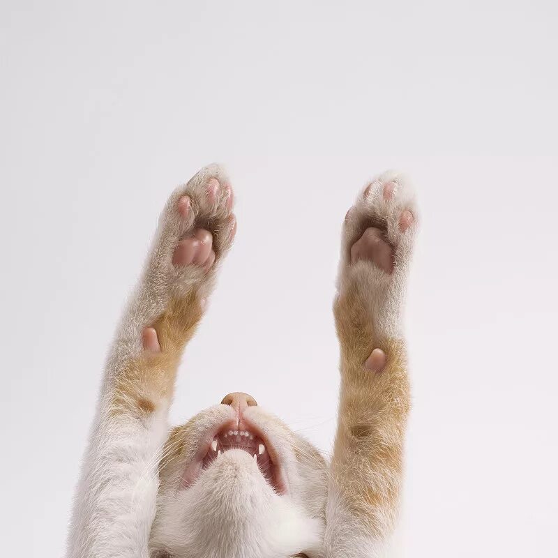 Лапа кота. Кот вытягивает лапу. Кошачья лапка. Кот с поднятой лапой. Лапа кота с когтями.